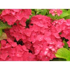 Хортензия (Hidrangea sp.)